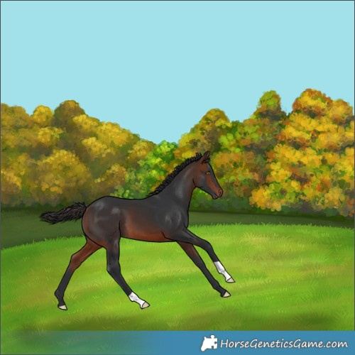 Horse Color:Bay 