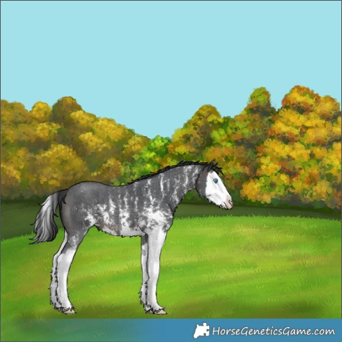 Horse Color:Brown Sabino Splash 