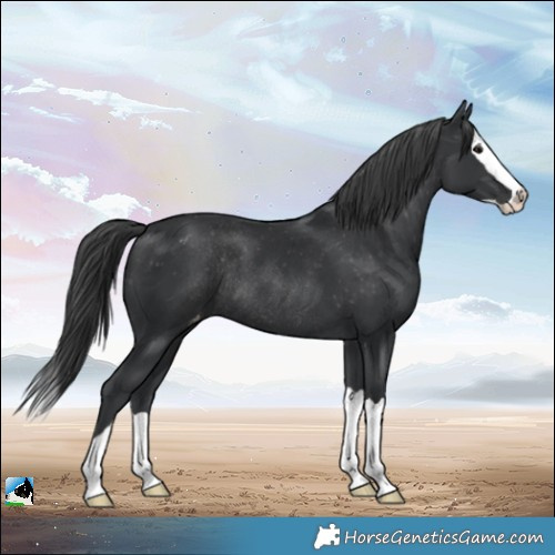Horse Color:Black Splash Appaloosa Rabicano 