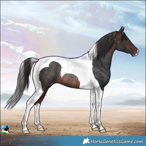 Horse Color:Brown Tobiano Appaloosa Rabicano