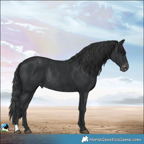 Horse Color:Black Varnish Rabicano