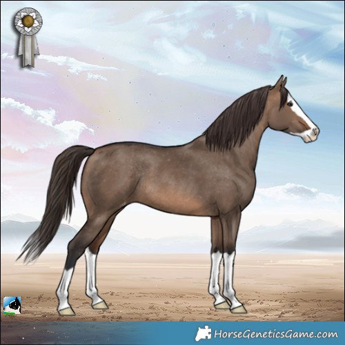 Horse Color:Brown Dun Splash Appaloosa Rabicano