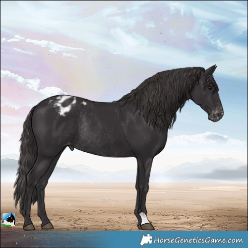 Horse Color:Smoky Black Varnish Rabicano