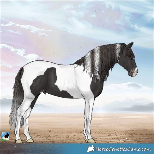 Horse Color:Smoky Black Tobiano Appaloosa 