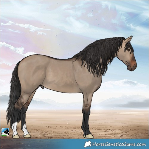 Horse Color:Brown Dun 