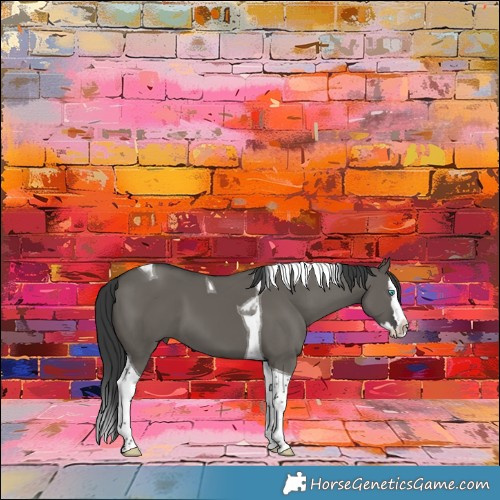 Horse Color:Grullo Splash Tobiano 