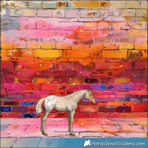 Horse Color:Palomino Roan Appaloosa