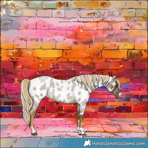 Horse Color:Chocolate Palomino Roan Appaloosa
