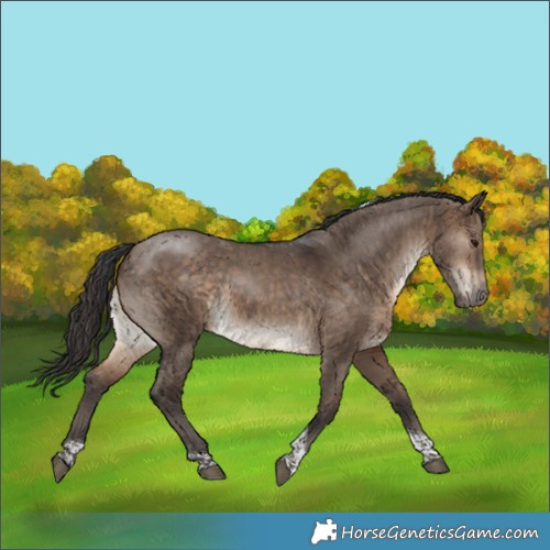 Horse Color:Bay Dun Tobiano 