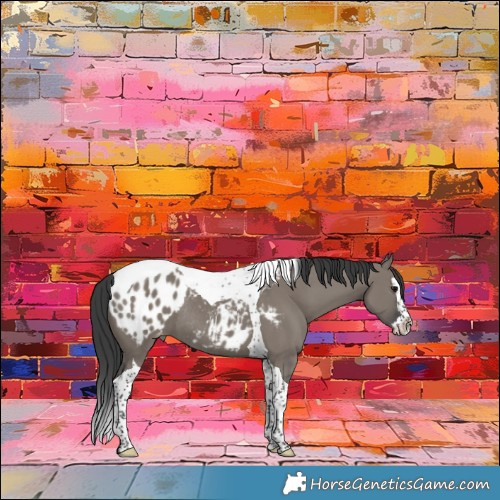 Horse Color:Grullo Splash Tobiano Appaloosa Rabicano