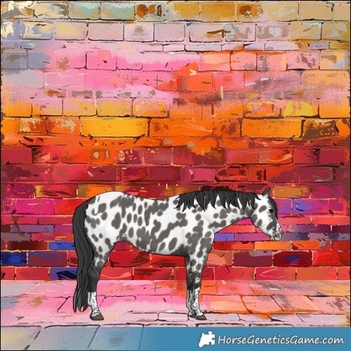 Horse Color:Grullo Splash Tobiano Appaloosa Rabicano