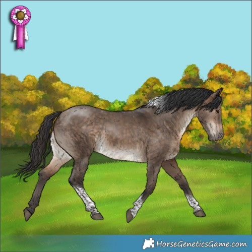 Horse Color:Bay Dun Tobiano 