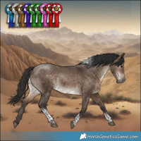 Horse Color:Bay Dun Tobiano
