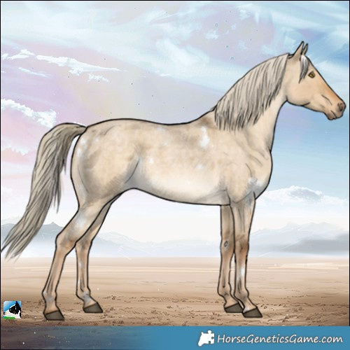 Horse Color:White Spotted Chocolate Palomino Roan Dun