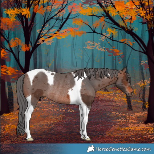 Horse Color:Brown Merle Tobiano Rabicano 