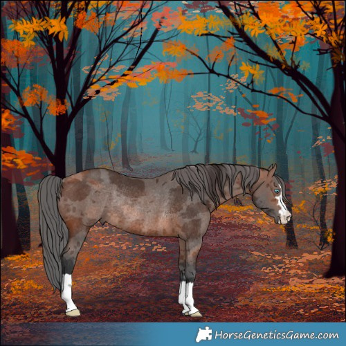 Horse Color:Brown Merle Rabicano 