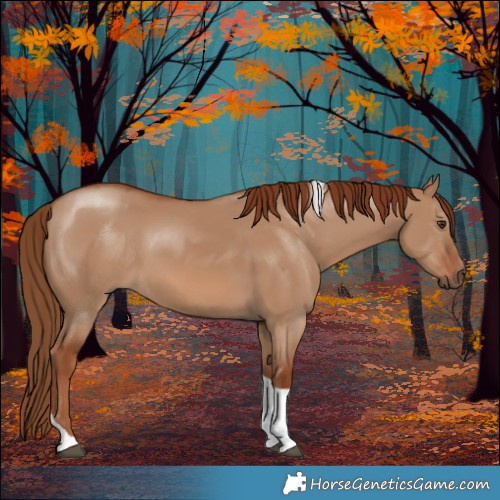 Horse Color:Red Dun Tobiano 