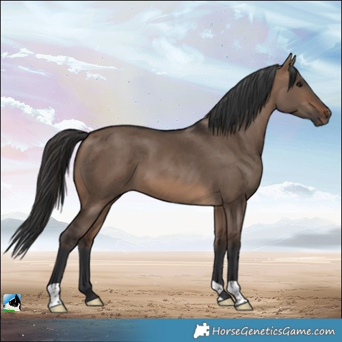 Horse Color:Brown Dun 