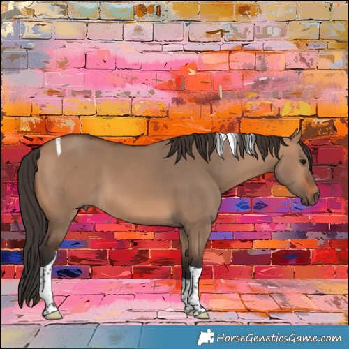 Horse Color:Bay Dun Tobiano