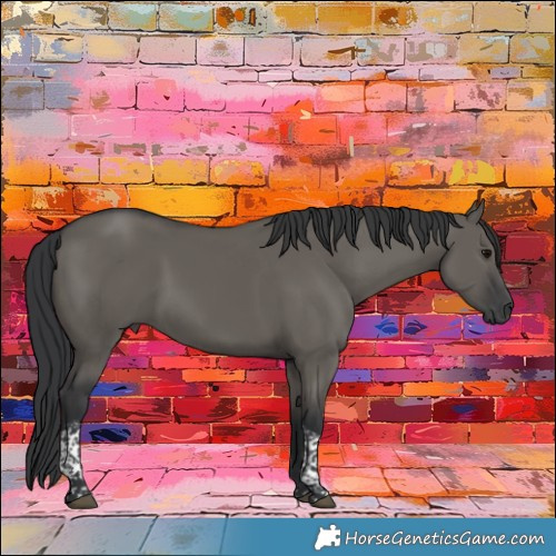Horse Color:Grullo Tobiano