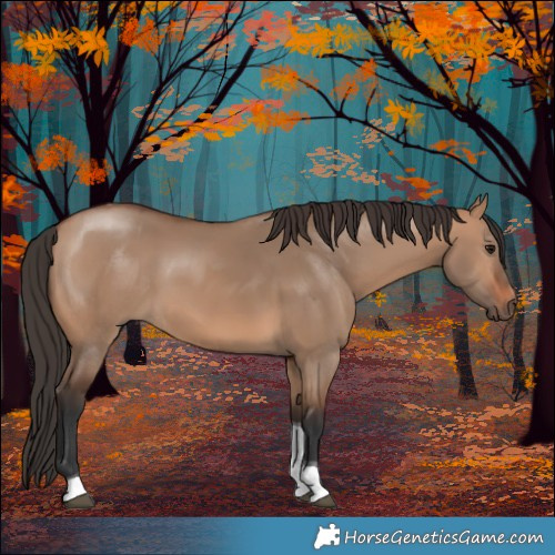 Horse Color:Bay Dun Tobiano 