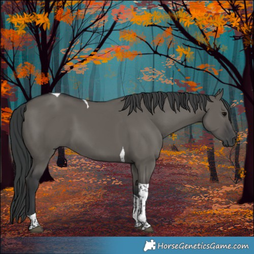 Horse Color:Grullo Tobiano 