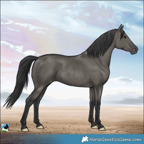 Horse Color:Grullo Varnish