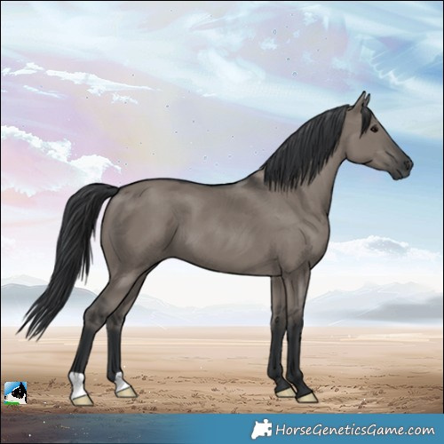 Horse Color:Grullo 