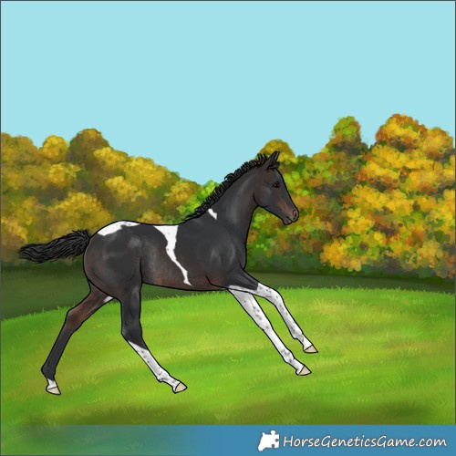 Horse Color:Brown Tobiano Rabicano 