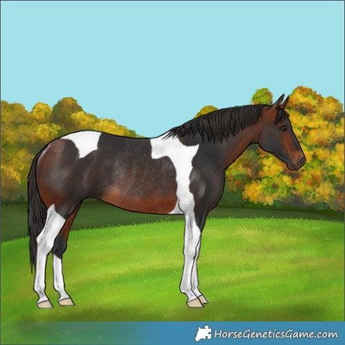 Horse Color:Bay Tobiano Rabicano 