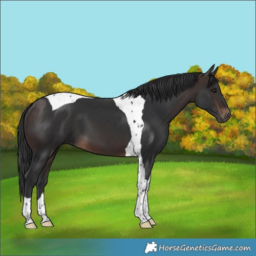 Horse Color:Brown Tobiano 