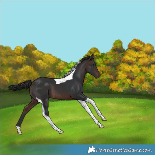 Horse Color:Bay Tobiano 