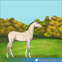 Horse Color:Amber Cream Champagne Dun Splash 