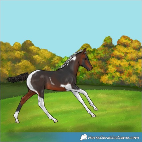 Horse Color:Bay Tobiano