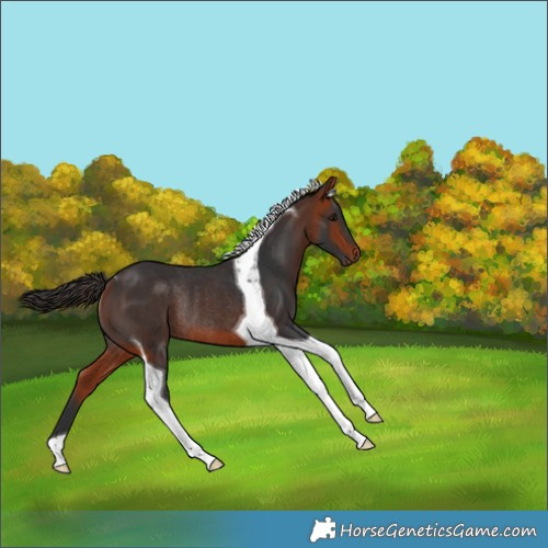 Horse Color:Bay Tobiano Rabicano