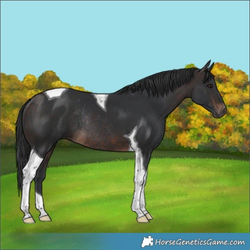 Horse Color:Brown Tobiano Rabicano 