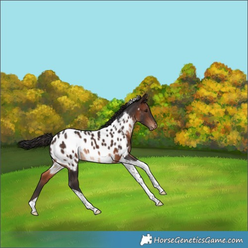 Horse Color:Brown Tobiano Appaloosa Rabicano