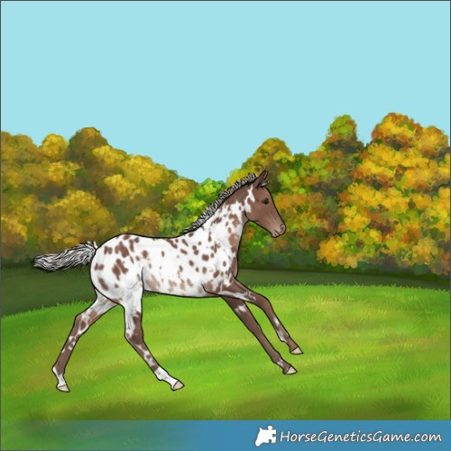 Horse Color:White Spotted Silver Black Appaloosa Rabicano