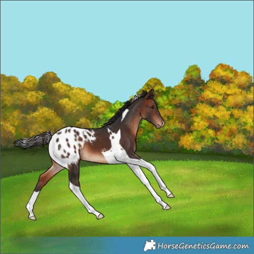 Horse Color:Brown Tobiano Appaloosa