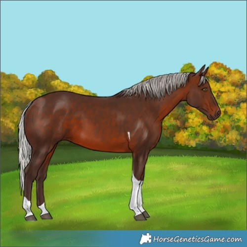 Horse Color:Silver Brown Tobiano 