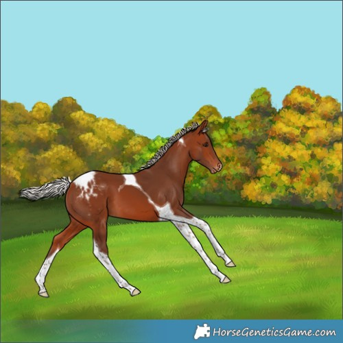 Horse Color:Silver Brown Tobiano Appaloosa