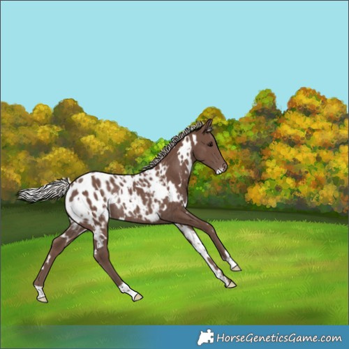 Horse Color:White Spotted Silver Black Appaloosa Rabicano