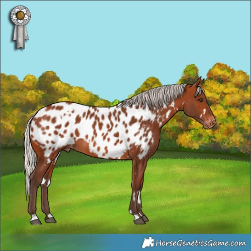 Horse Color:White Spotted Silver Bay Near Leopard 