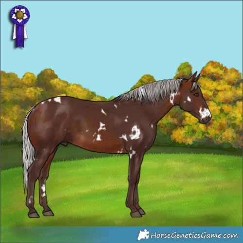 Horse Color:White Spotted Silver Bay