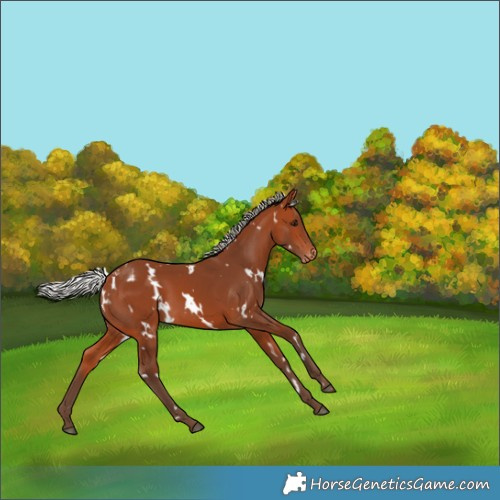 Horse Color:White Spotted Silver Bay Appaloosa