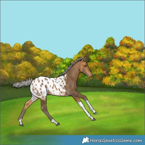 Horse Color:Silver Buckskin Tobiano Appaloosa Rabicano 