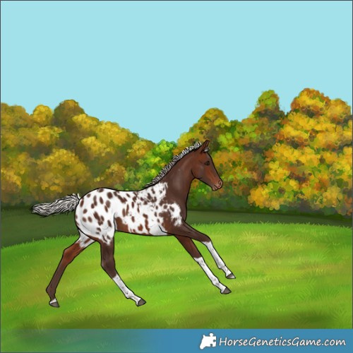 Horse Color:Silver Brown Tobiano Appaloosa