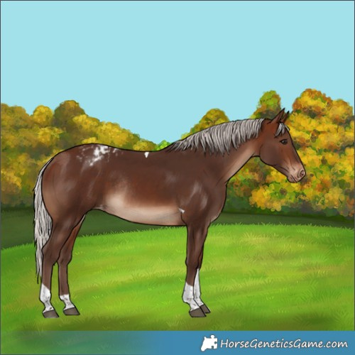 Horse Color:Silver Brown Tobiano Varnish Rabicano 