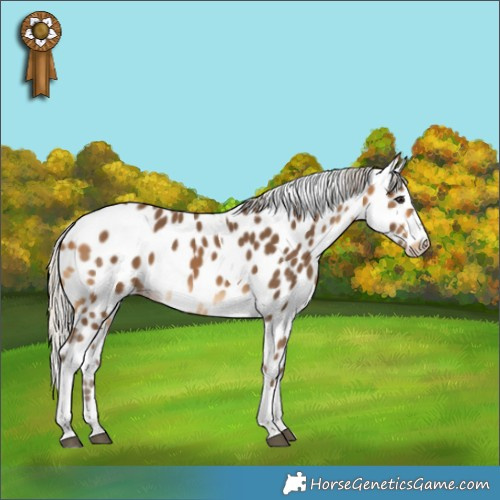 Horse Color:Silver Buckskin Tobiano Appaloosa