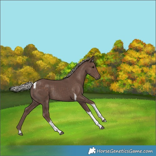 Horse Color:Silver Black Tobiano Rabicano